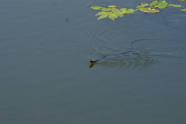 istock a water snake swims in the lake 1436475321