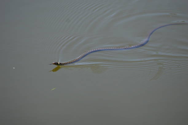 istock a water snake swims in the lake 1436475492