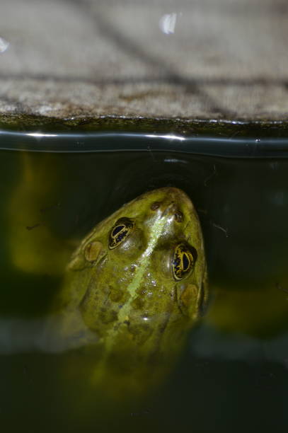 istock a big green frog in the lake 1436476172