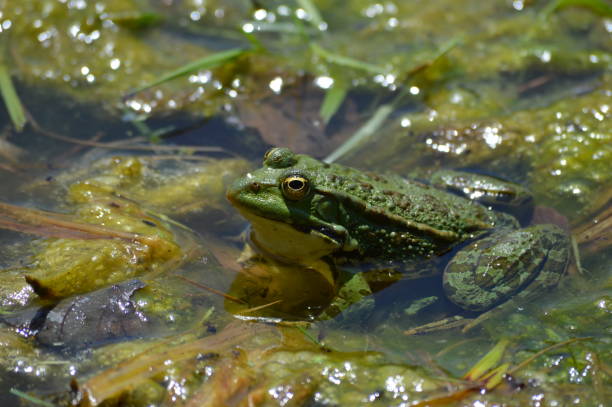 istock a big green frog in the lake 1436476716