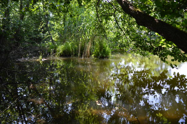 istock reflection of plants in a calm lake 1436476722