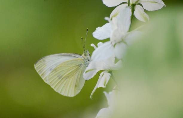 istock a white butterfly on a white flower 1436477316