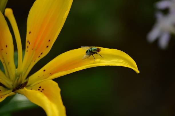 istock a green fly on a yellow flower 1436477668