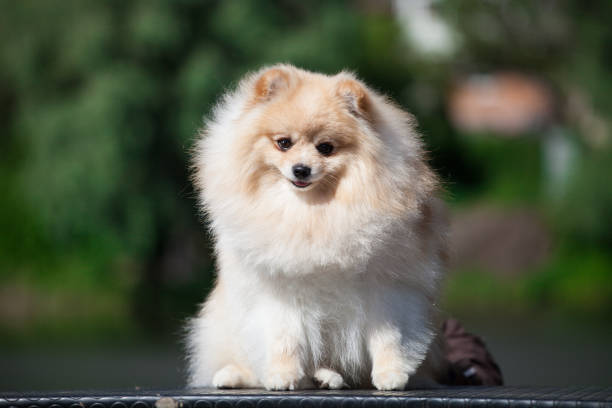 istock German Spitz dog playing in the park 1436479390