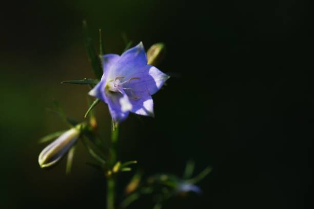 istock Japanese lady bell flowers. 1436479848