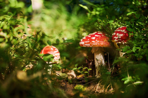 istock Three fly agaric mushrooms is on the ground in the forest 1436480630