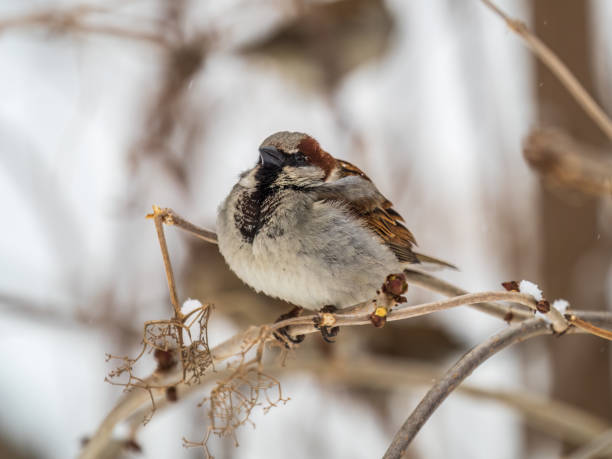 istock Sparrow sits on a branch without leaves. 1436480631