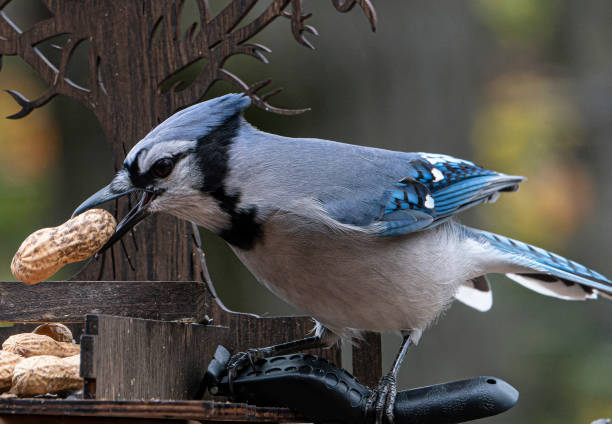 istock A Bluejay tries to swallow a peanut 1436481894