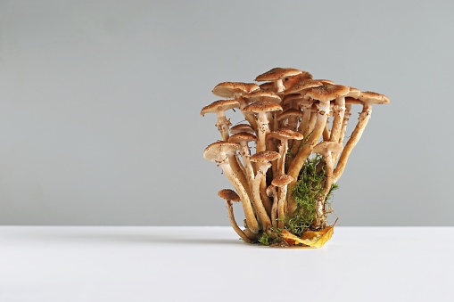 Honey mushrooms. Light pastel background. Selective focus