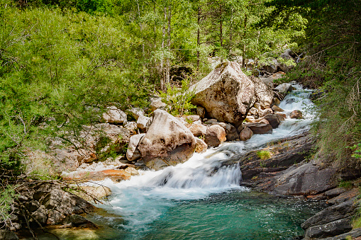 Mountain stream rushing through a forest and over boulders.