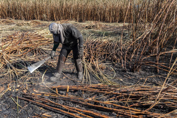 travail manuel récolte de la canne à sucre sur le terrain - cut sugar cane photos et images de collection