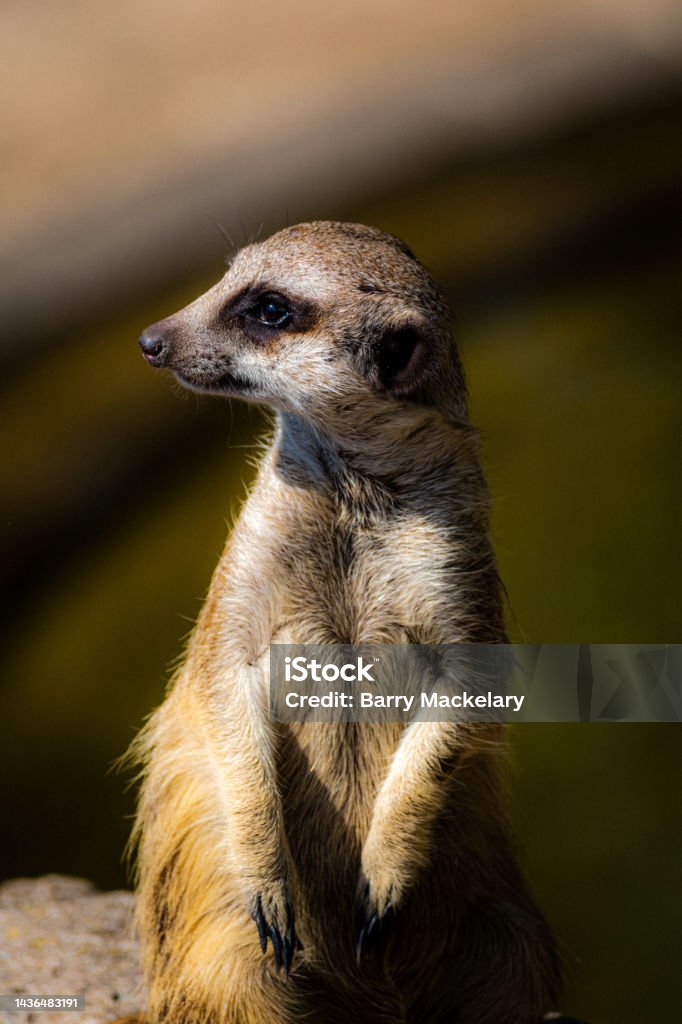 Timon the Meerkat A meerkat in the zoo Alertness Stock Photo