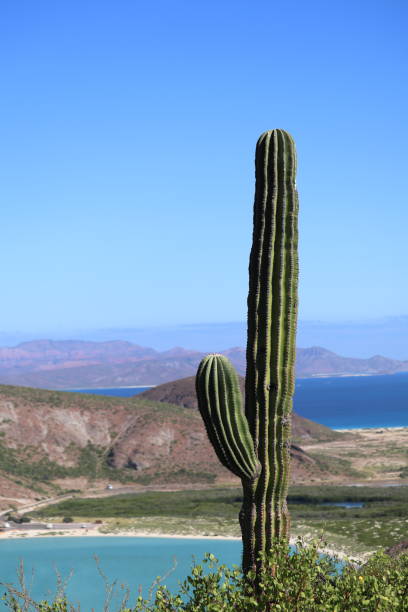 istock A large cactus with the beach in the background 1436484059