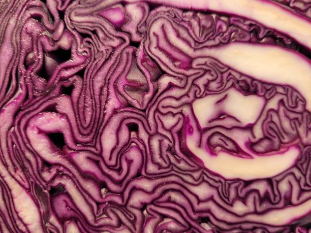 Red cabbage stock photo