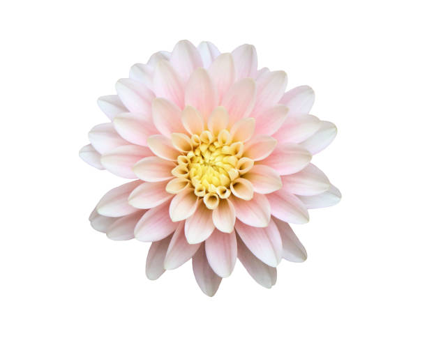 istock Light pink dahlia flower isolated on white background 1436485851