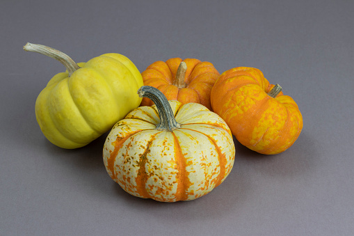 Colorful miniature pumpkins are located on a gray background, horizontal orientation. Autumn harvest. Halloween. Closeup stock photo