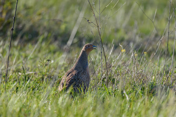 istock Partridge. Warm colors nature background. Grey Partridge. Perdix perdix 1436487436