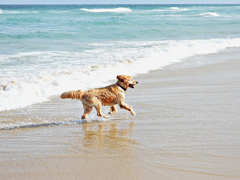 Hund am Meeresstrand