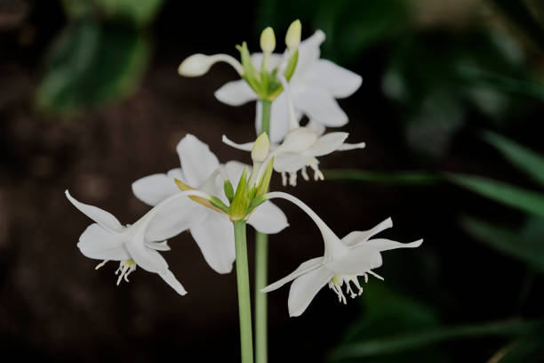 istock White flowers of Eucharis, Amazonian lily, on dark background. 1436491117