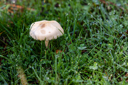 Stock sponge (Kuehneromyces mutabilis), mushroom, edible mushroom - Germany