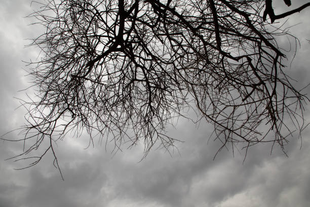 Overcast sky above two bare trees in the Fleetwood neighbourhood of Surrey, British Columbia. Copy space for your text. Winter morning in Metro Vancouver.