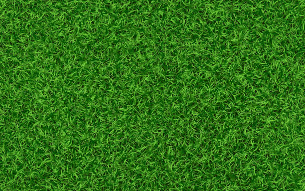 illustrations, cliparts, dessins animés et icônes de texture de l’herbe. fond de pelouse verte. champ frais réaliste. modèle de prairie d’été. concept de jardin ou de cour arrière. tapis d’herbe verte. papier peint écologique. illustration vectorielle - turf