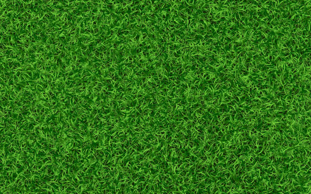istock Grass texture. Green lawn background. Realistic fresh field. Summer meadow template. Garden or backyard concept. Green grass carpet. Eco wallpaper. Vector illustration 1436493985
