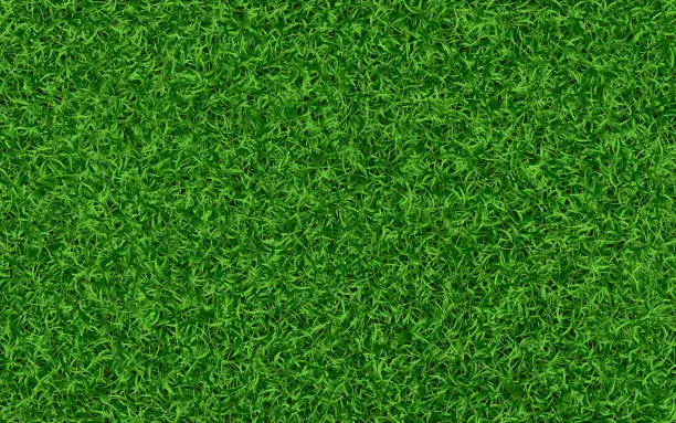 Vector illustration of Grass texture. Green lawn background. Realistic fresh field. Summer meadow template. Garden or backyard concept. Green grass carpet. Eco wallpaper. Vector illustration