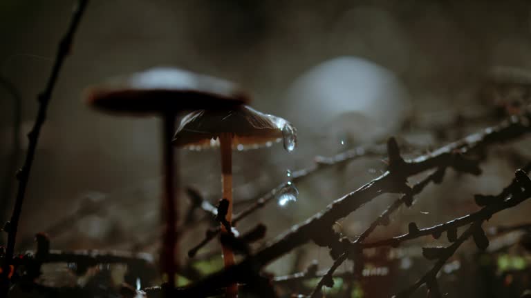 SUPER SLO MO Droplet falls on the cap of a parasol mushroom in misty forest
