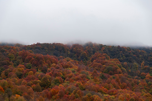 Autumn landscape  fog in the forest  and mountains.