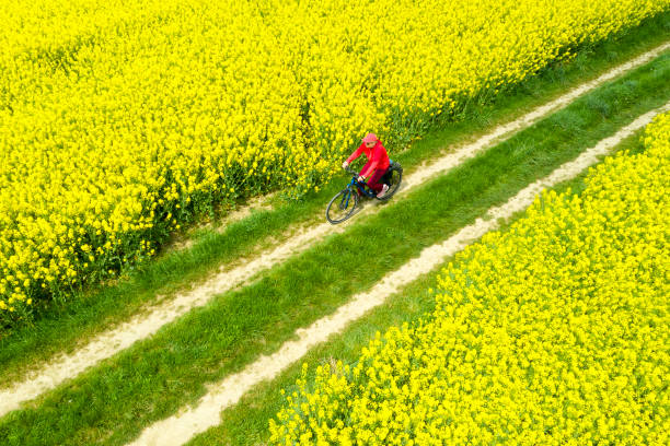 istock Female Cyclist Between Blooming Canola Fields in Spring, Aerial View 1436494930
