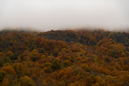 Foggy morning at Hidden Lake in Autumn, Delaware Water Gap National Recreation Area, Pennsylvania, USA