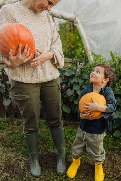 istock Pumpkins from our farm 1436495716