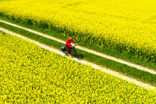 istock Woman Riding Bicycle Between Fields in Spring, Aerial View 1436496007