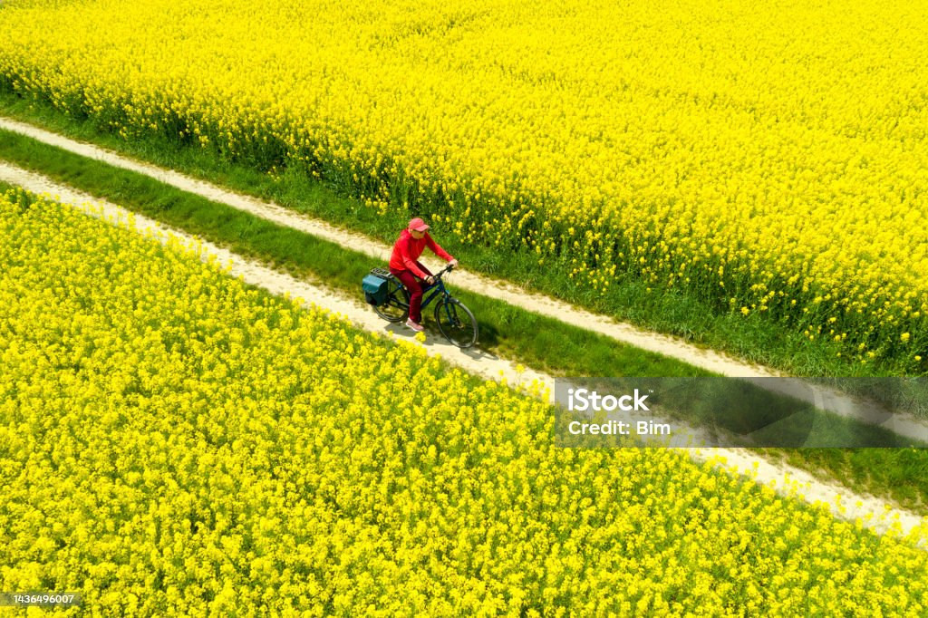 Woman Riding Bicycle Between Fields in Spring, Aerial View Female cyclist riding along blooming canola field in spring, aerial top view. Agricultural Field Stock Photo
