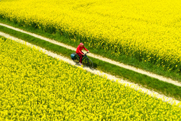 Woman Riding Bicycle Between Fields in Spring, Aerial View stock photo