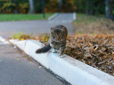 One angry gray aggressive cat on the city street in daytime. He is ready to attack. He's sneaking. He's looking at camera. Autumn day inthe Moscow city