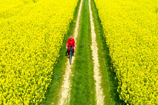 istock Woman Riding Bicycle Between Blooming Canola Fields in Spring, Aerial View 1436497602