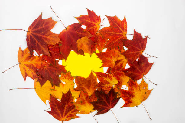 Many of bright  autumn colored leaves. Set of yellow, orange and red leaves on a white background. Herbarium, botany. Fall wallpaper for your design.