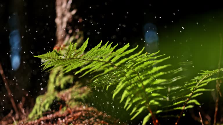 SUPER SLO MO Water drops falls on a green fern in the forest