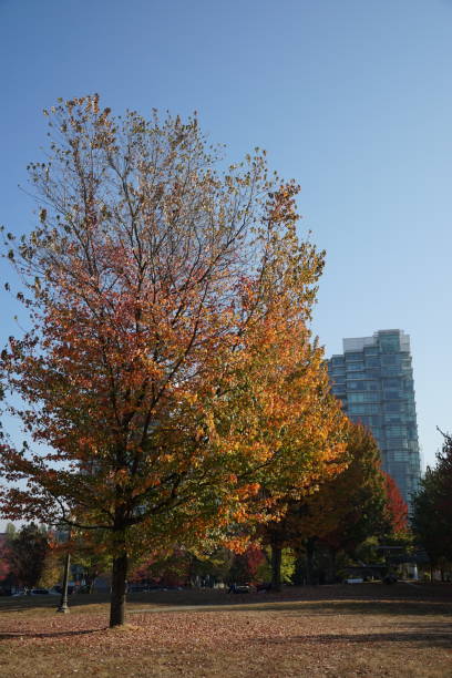 istock Autumn foliage survey 2022 1436499096