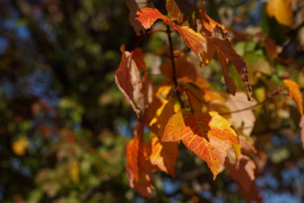 istock Autumn foliage survey 2022 1436499121