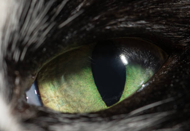 istock Close-up macro cat eye. Macro photography 1436500040