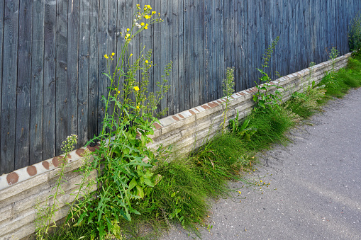 Large weeds have grown between the concrete base of the wooden fence and the sidewalk of the city street