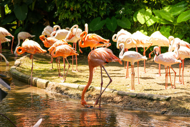 istock Flamingos flock brids standing on ground on blurred nature green plant background 1436503342