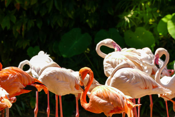 istock Flamingos flock brids standing on ground on blurred nature green plant background 1436503500