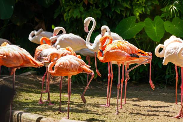 istock Flamingos flock brids standing on ground on blurred nature green plant background 1436503548