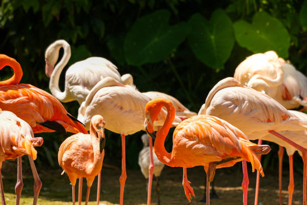 istock Flamingos flock brids standing on ground on blurred nature green plant background 1436503674