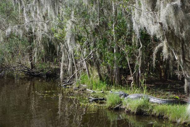 istock Louisiana Swamp Boat Adventures 1436504978