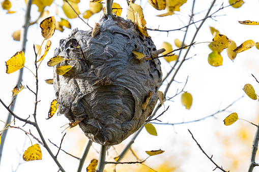 Big hornets nest high in poplar tree